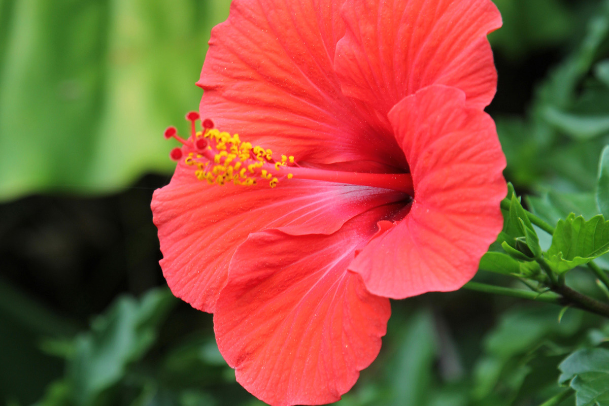 Hibiscus rosa sinensis (1).jpg